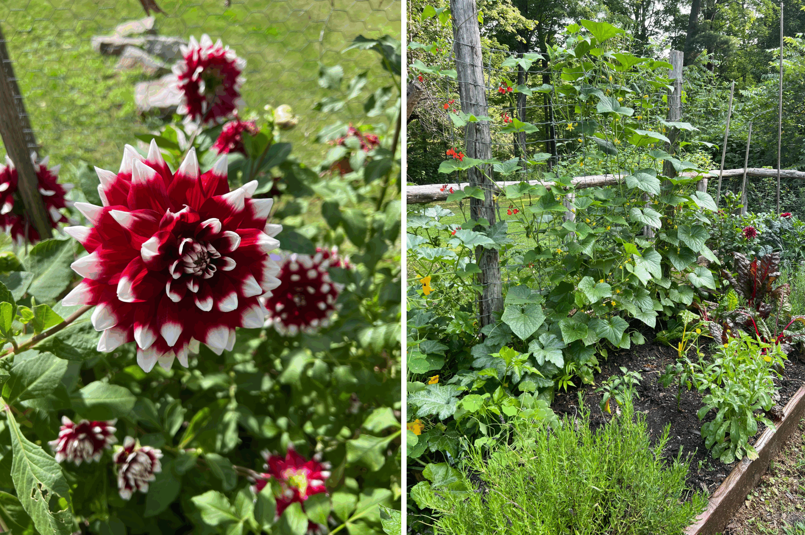 IMG_0233 Images of Rossane's garden in bloom.