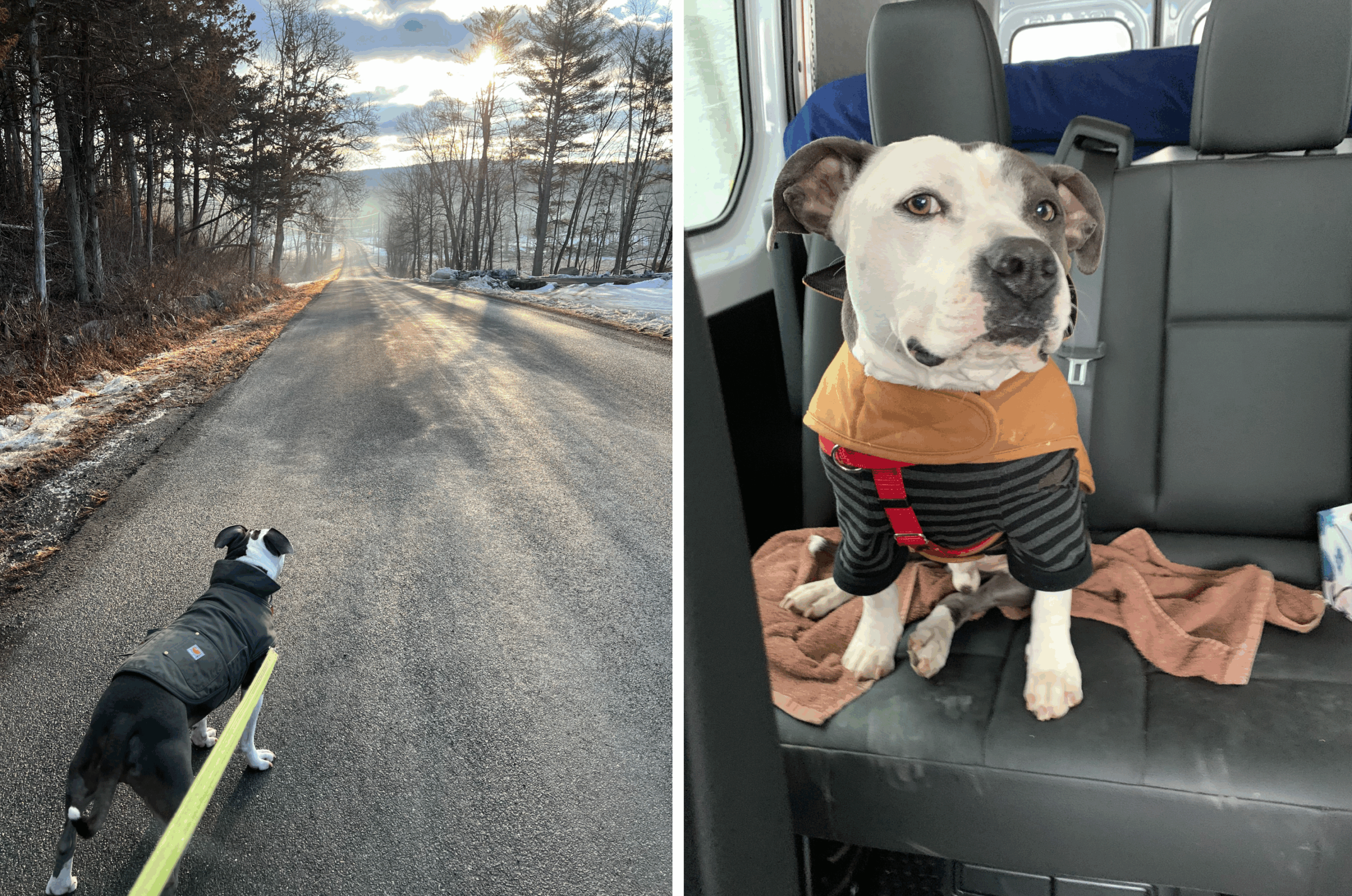 IMG_8520 Left: Image of Clark, Rosanne's dog, on his morning walk. Right: Image of Clark post walk.