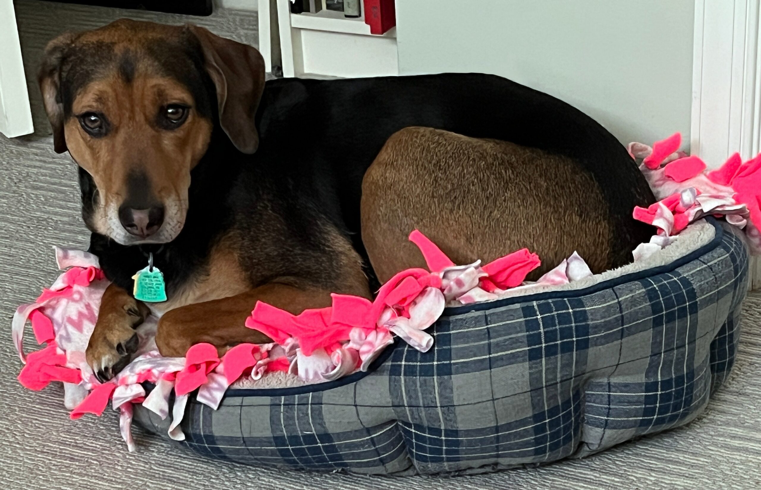 Image of Drew's dog, Molly